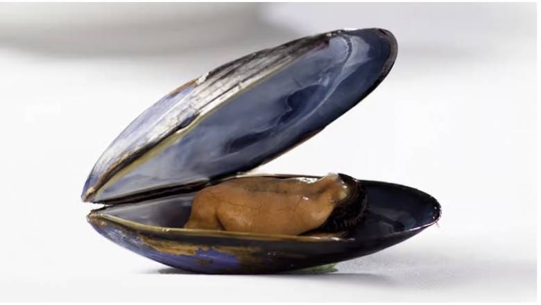 Black Mussel