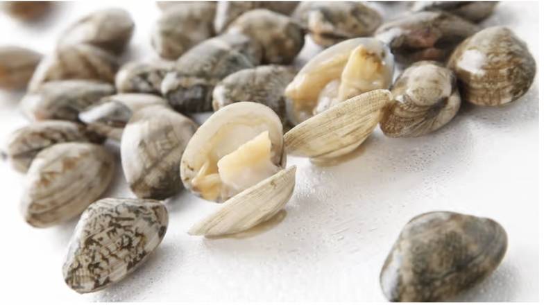 Clams