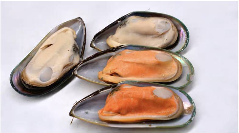 Green Mussel