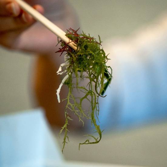 Seaweed Salad